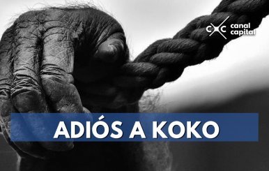 ADIÓS-A-KOKO