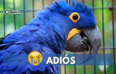 ¡Triste noticia! El guacamayo azul es declarado extinto