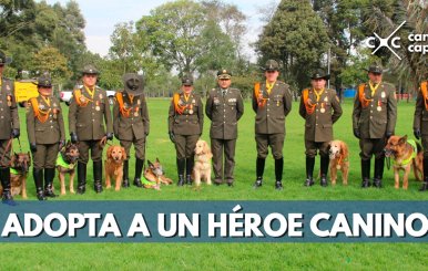 ¿Te gustaría adoptar a un héroe de cuatro patas?