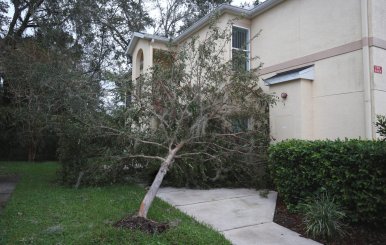 An uprooted tree blocks the entrance of a home after Hurricane Irma passed through Kissimmee, Florida