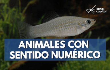 animales-min