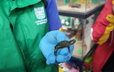 Animales silvestres comercializados en Bogotá