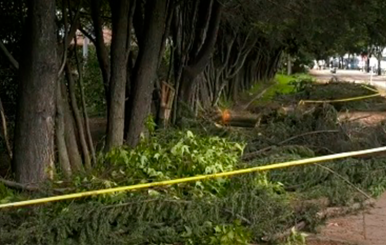 Árbol cayó sobre una familia en Suba