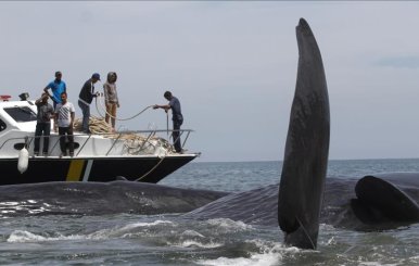 ballenas