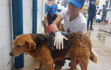 Voluntario del Instituto de Protección y Bienestar Animal