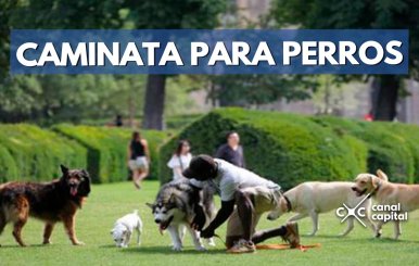 CAMINATA-PERROS