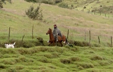 Campesino