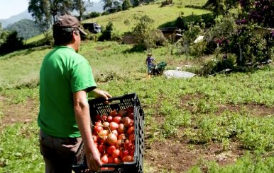 Campesinos