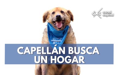 Capellán-busca-un-hogar