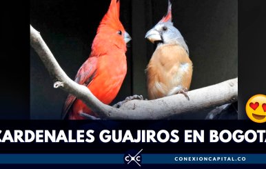 cardenal-guajiro-bogota