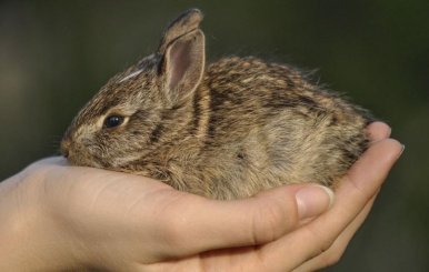 Colombia prohibe las pruebas cosméticas en animales