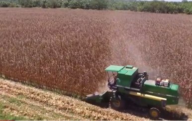 Productores de maíz de Cundinamarca recibirán semillas tecnificadas