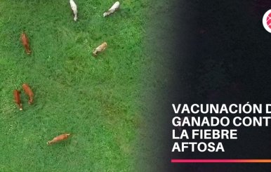 Vacunación contra la fiebre aftosa