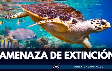 Un millón de especies animales y vegetales están amenazadas de extinción