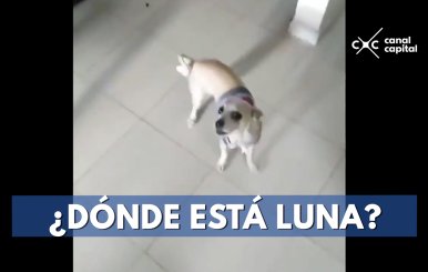 Redes se derriten con la reacción de una perrita al ser "desaparecida"