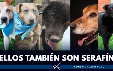 ELLOS-TAMBIÉN-SON-SERAFÍN--