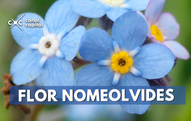 flor nomeolvides