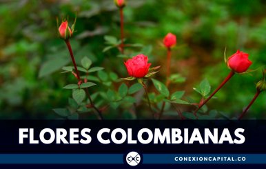 Colombia exporta 35.000 toneladas de flores para la celebración de San Valentín