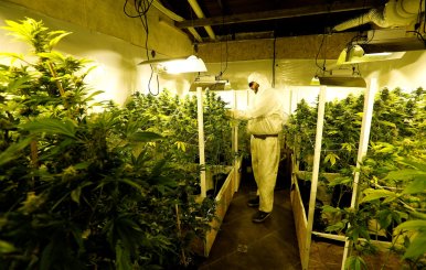 Gardener Joaquin Fonseca checks marijuana plants in an indoor plantation of a marijuana's smokers club on the outskirts of Montevideo