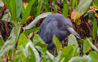 garza azul