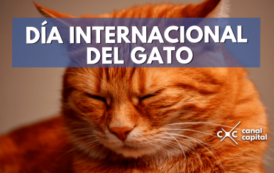 gato-min