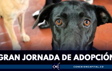 gran-jornada-de-adopción