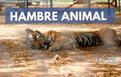 hambre-animal-min