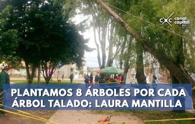 Hemos-plantado-8-árboles-por-cada-árbol-talado--Laura-Mantilla-