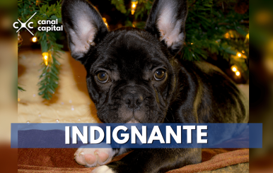 indignante-min