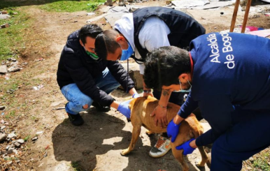 Ayuda a perros callejeros