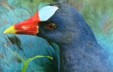 Tingua Azul y aves migratorias