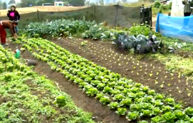 Agricultura en Colombia