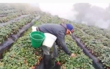 Cultivos de fresas en Sibaté)