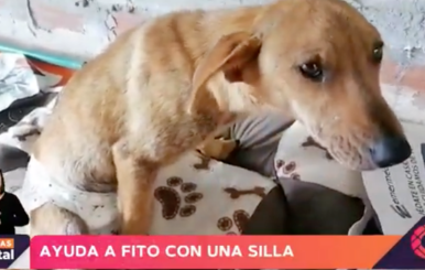 Fito el perrito.