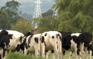 Productores de leche