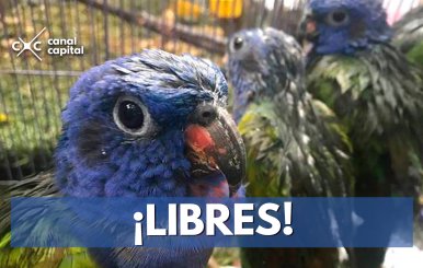 Secretaría de Ambiente libera aves en su hábitat natural