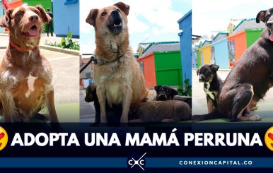 adopte-mama-perruna