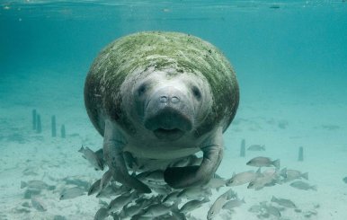 manatee-387193_960_720