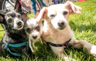 Se construirá en Bosa el Hospital Veterinario.