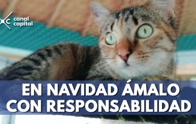 Recomendaciones para que su mascota no se asuste por la pólvora en Navidad