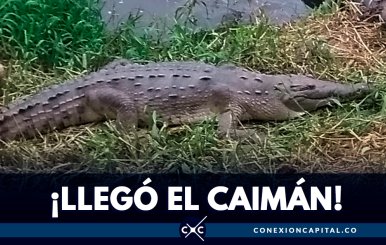 ¡Hermoso! Caimán puso huevo en la orilla del río Bogotá