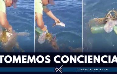 EN VIDEO: tortuga pierde aleta por culpa de la basura en el mar