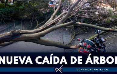 Motociclista resultó herido tras caída de un árbol