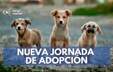 Nueva-jornada-de-adopción