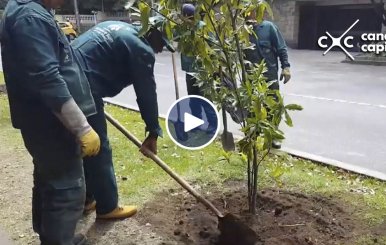 Inició plantación de árboles sobre la carrera novena 