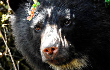 OSO DE ANTEOJOS