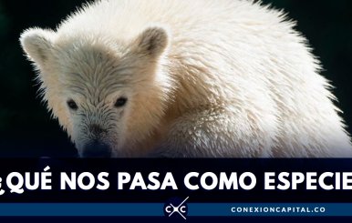 Osa polar recorrió 1.500 kilómetros en búsqueda de alimento