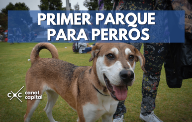 para-perros-min