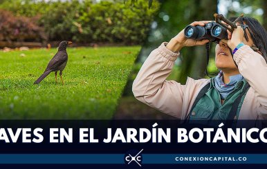 Participe en la jornada de observación de aves en el Jardín Botánico