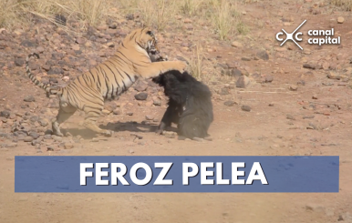 pelea tigre y osa